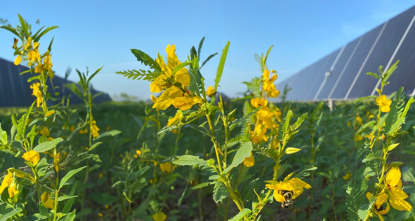 Native wildflowers with solar panels in the background