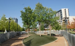 Dirt paths around a few trees with tall buildings in the background