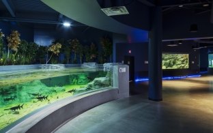 OdySea Aquarium Displays