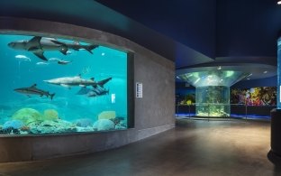OdySea Aquarium Shark Tank