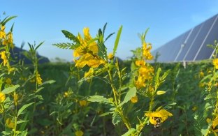 Native wildflowers with solar panels in the background