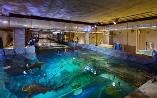 st. louis aquarium shark tank behind the scenes
