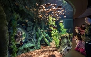 st. Louis aquarium family looking at fish