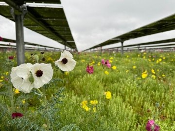 Native grasses and wildflowers growing beneath solar panels