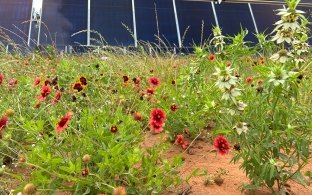 Some wildflowers and grasses in front of some solar panels