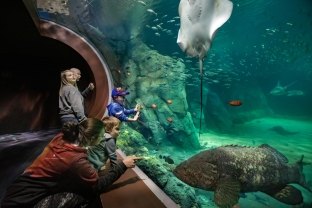 st. louis aquarium family looking at fish