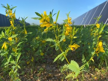Wildflowers and vegetation in front of a row of solar panels.