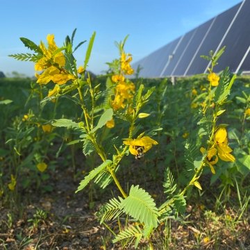Native wildflowers with solar panels in the background